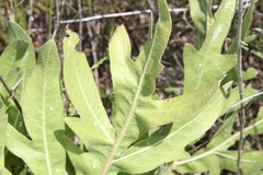 Silphium albiflorum