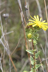 Grindelia