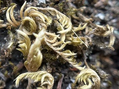 Homalothecium nuttallii