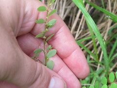 Phyllanthus caroliniensis