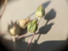 Potentilla hippiana