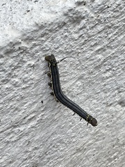 Isognathus allamandae