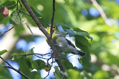 Vireo flavifrons