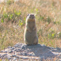 Urocitellus columbianus