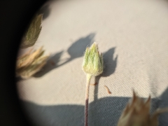 Potentilla hippiana