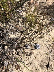 Serruria gremialis