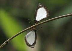 Liptena simplicia