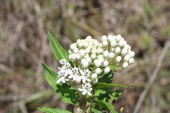 Asclepias texana