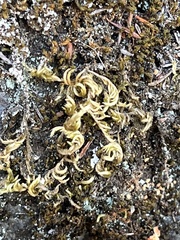 Homalothecium nuttallii