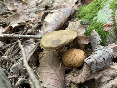 Pseudoboletus parasiticus