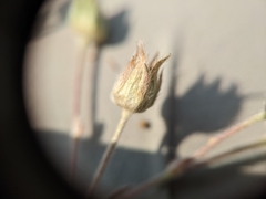 Potentilla hippiana