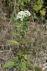 Asclepias texana