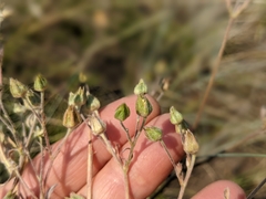 Potentilla hippiana