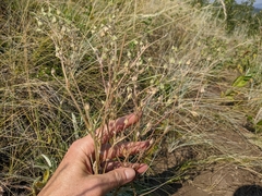 Potentilla hippiana