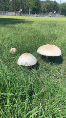 Chlorophyllum molybdites
