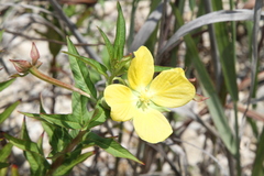 Ludwigia