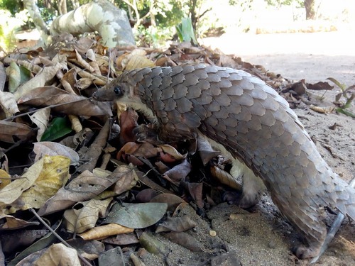 White-bellied Pangolin
