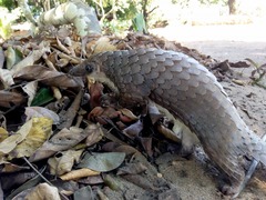 Phataginus tricuspis