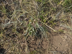 Potentilla hippiana