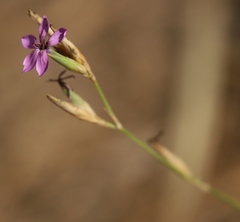 Dianthus ciliatus