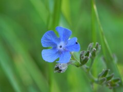 Cynoglottis barrelieri