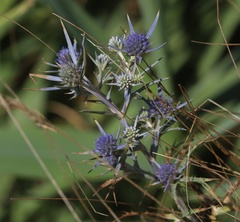 Eryngium amethystinum