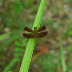 Neurothemis fluctuans