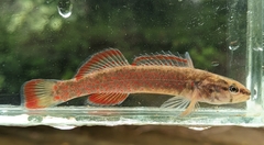 Etheostoma whipplei