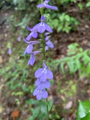 Lobelia puberula