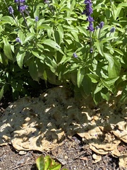 Pseudoinonotus dryadeus