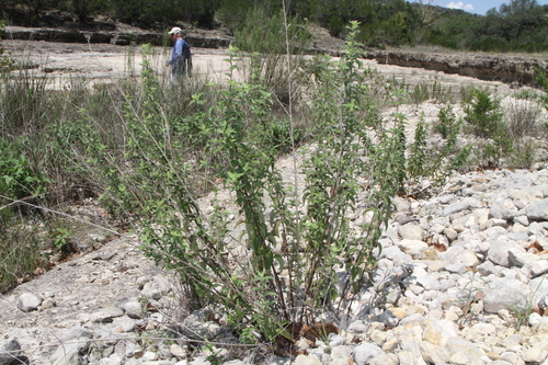 Image of Gravelbar Brickellbush by (c) Reid Hardin, some rights reserved (CC BY)