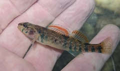 Etheostoma collettei