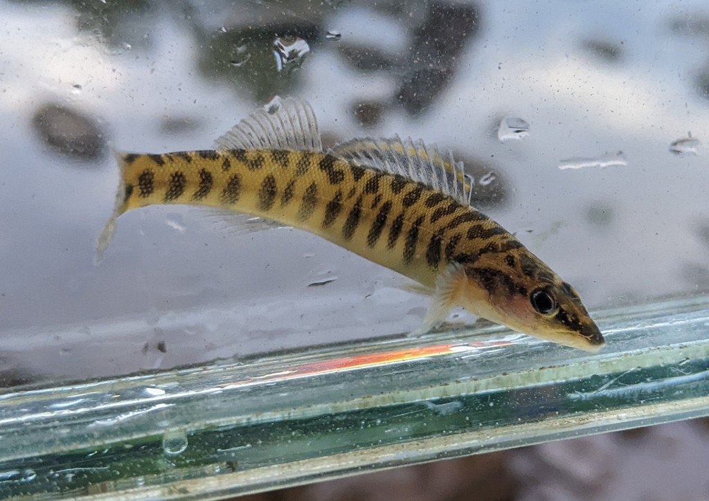 Longnose Darter