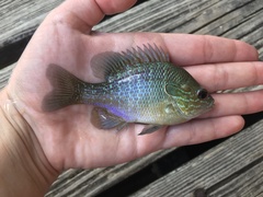 Lepomis aquilensis