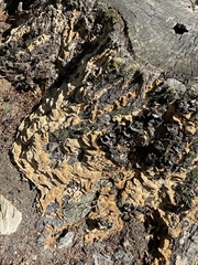 Pseudoinonotus dryadeus