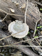 Stereum subtomentosum