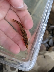 Percina nasuta