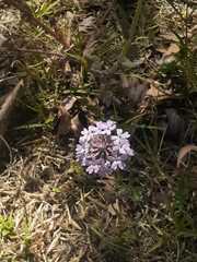Glandularia mendocina