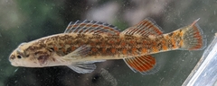 Etheostoma artesiae