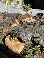 Pseudoinonotus dryadeus