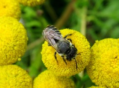 Megachile rotundata