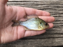 Lepomis microlophus