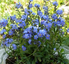 Myosotis alpestris