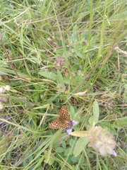Boloria dia