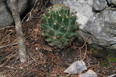 Coryphantha sulcata