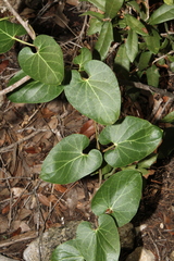 Matelea edwardsensis