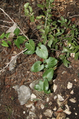 Matelea edwardsensis