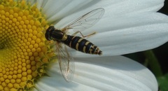 Sphaerophoria scripta