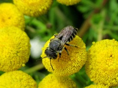 Megachile rotundata