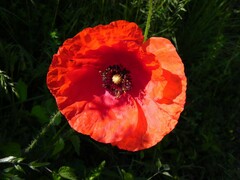Papaver rhoeas